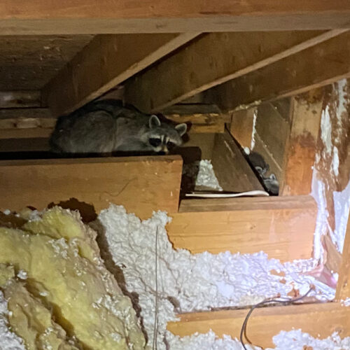 Raccoon With Young in Attic